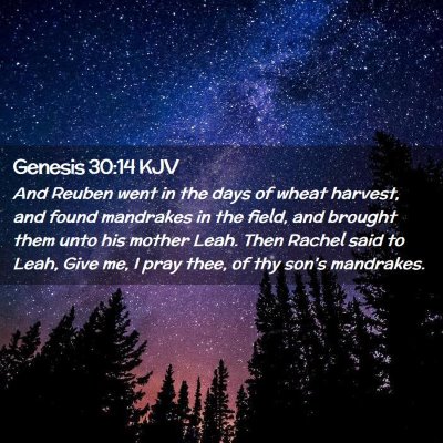 Genesis 30:14 KJV Free Bible Images