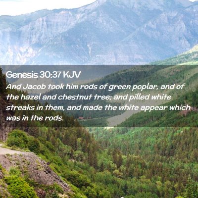 Genesis 30:37 KJV Free Bible Images