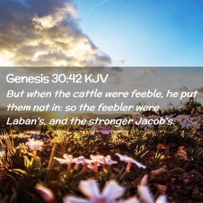 Genesis 30:42 KJV Free Bible Images