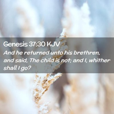 Genesis 37:30 KJV Free Bible Images