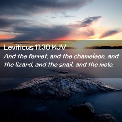 Leviticus 11:30 KJV Free Bible Images