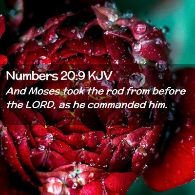 Numbers 20:9 KJV Free Bible Images