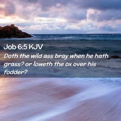 Job 6:5 KJV Free Bible Images