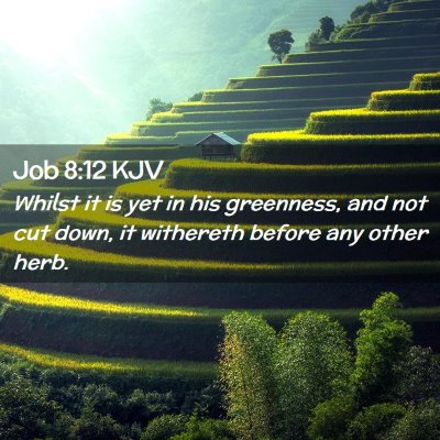 Job 8:12 KJV Free Bible Images