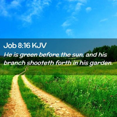 Job 8:16 KJV Free Bible Images