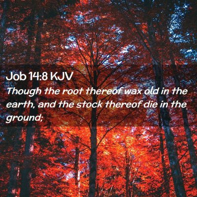 Job 14:8 KJV Free Bible Images