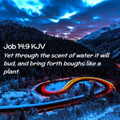 Job 14:9 KJV Free Bible Images