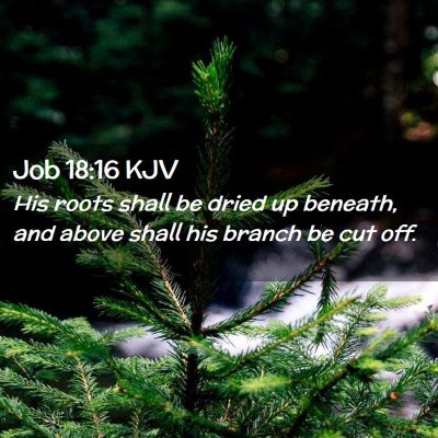 Job 18:16 KJV Free Bible Images