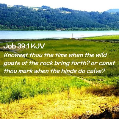 Job 39:1 KJV Free Bible Images