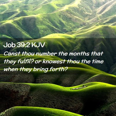 Job 39:2 KJV Free Bible Images