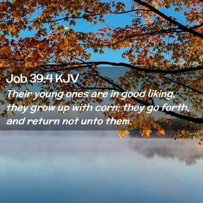 Job 39:4 KJV Free Bible Images