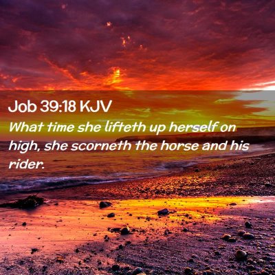 Job 39:18 KJV Free Bible Images