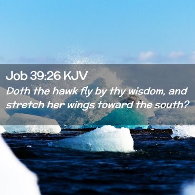 Job 39:26 KJV Free Bible Images