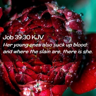 Job 39:30 KJV Free Bible Images