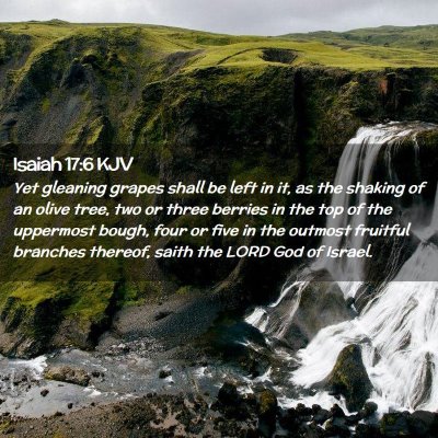 Isaiah 17:6 KJV Free Bible Images