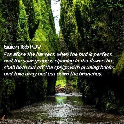 Isaiah 18:5 KJV Free Bible Images