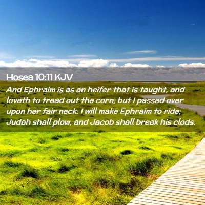 Hosea 10:11 KJV Free Bible Images