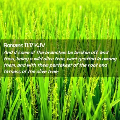 Romans 11:17 KJV Free Bible Images